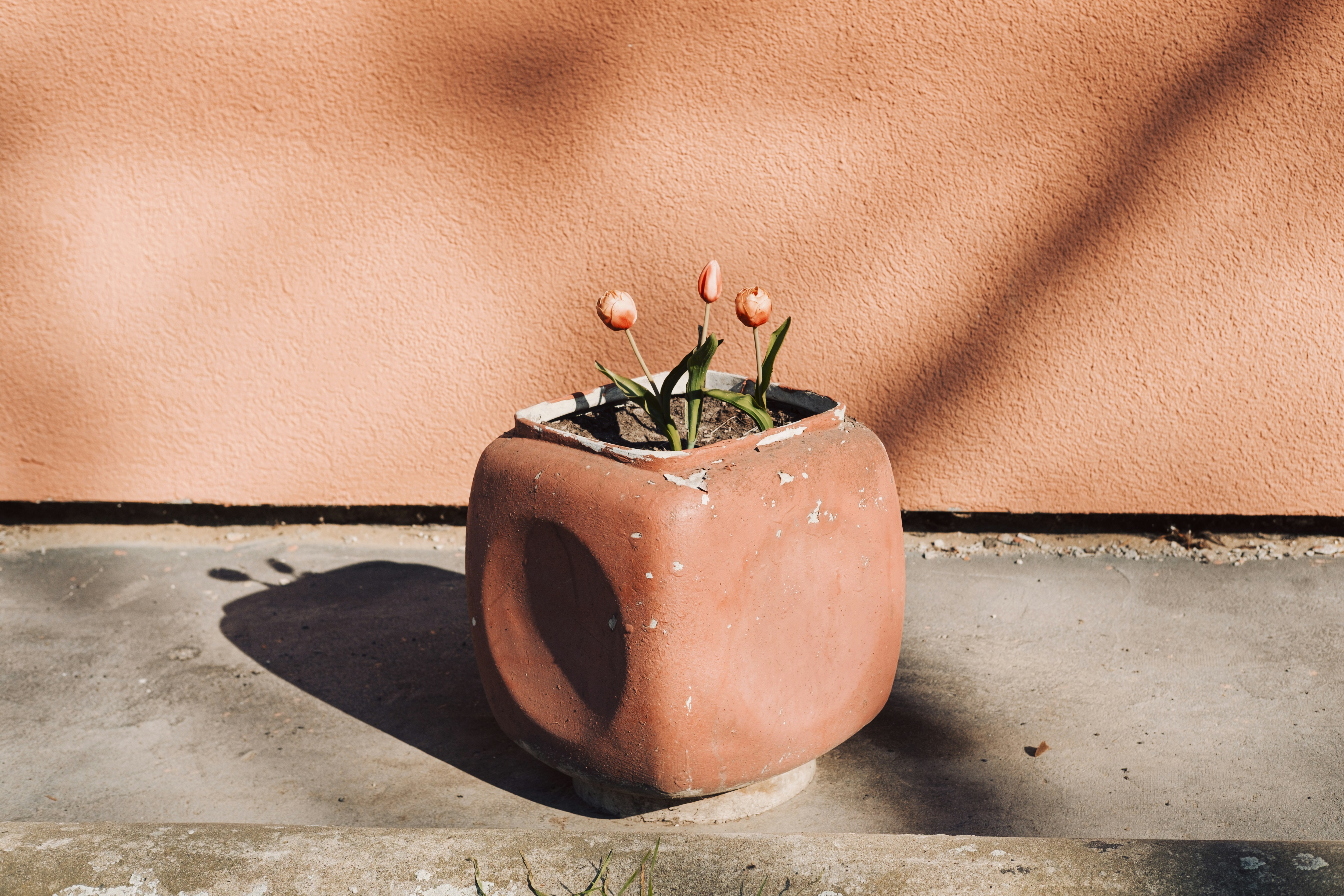 A small plant in a cube-shaped pot.