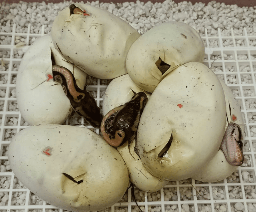black and brown turtle on beach shore during daytime