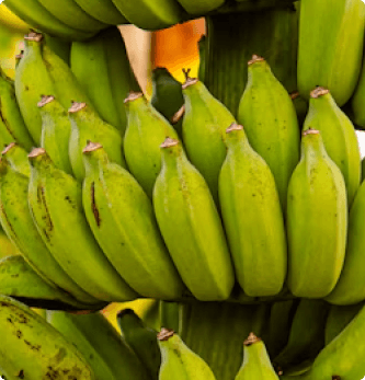 Green banana bunches growing on the plant