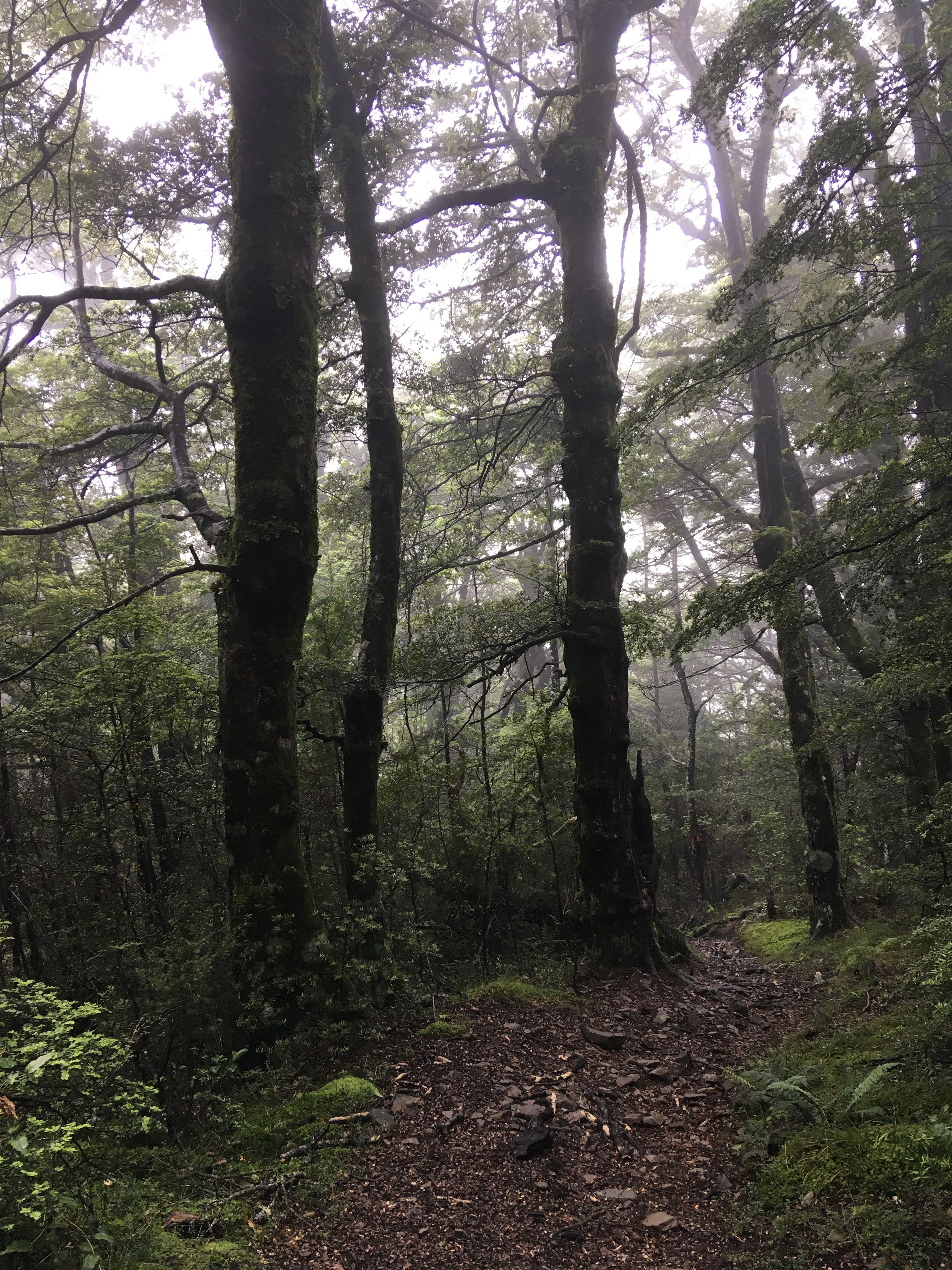 A narrow track through tall, misty beech forest