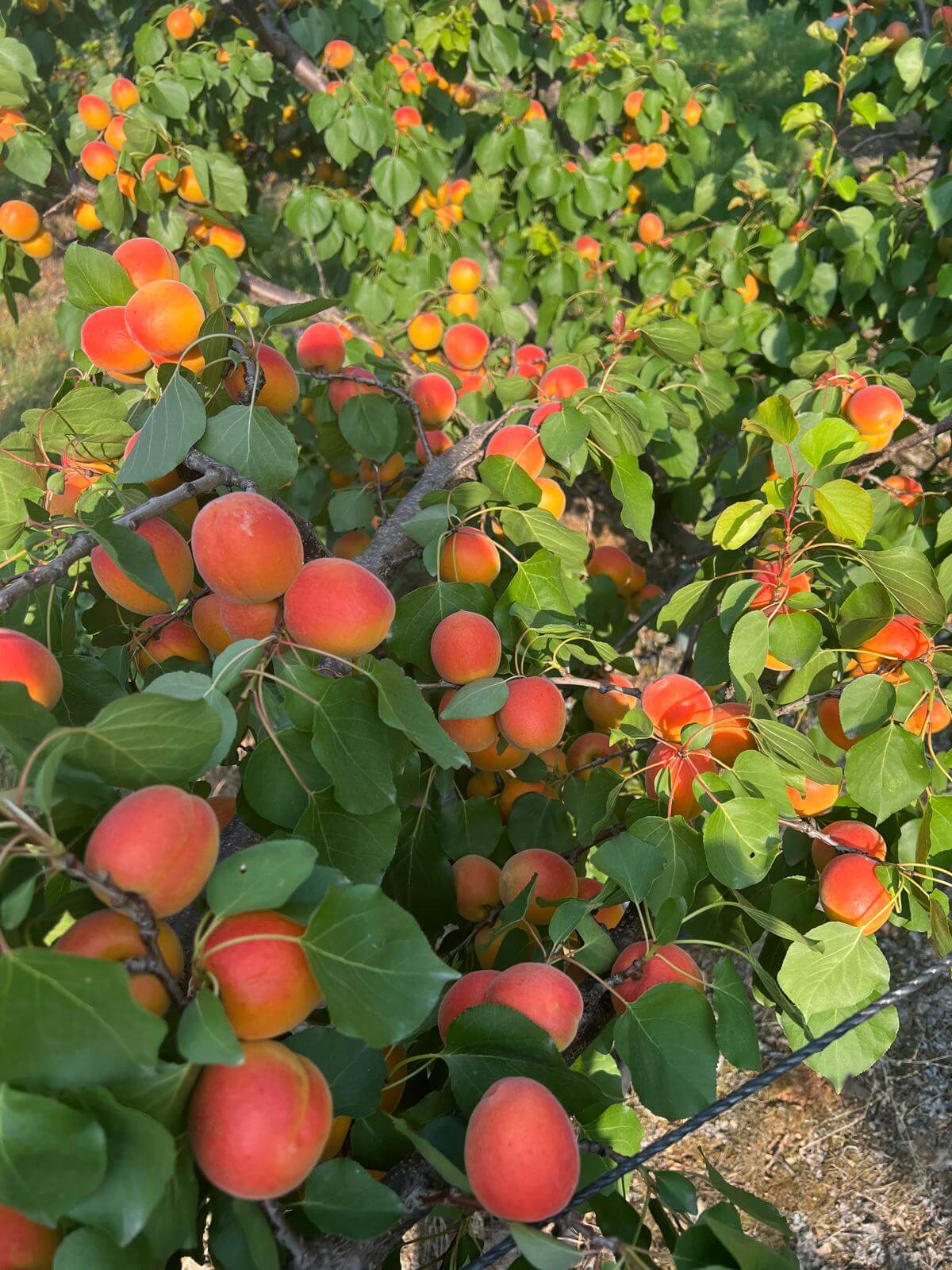 Fresh Greek apricots ripening on branch for wholesale export
