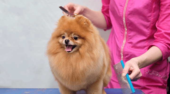 A fluffy Pomeranian dog standing on a grooming table while a groomer in a pink outfit combs its fur, the dog looking happy with its tongue slightly out.