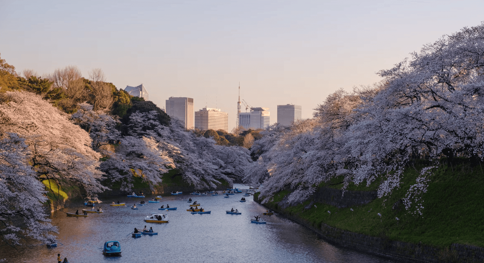 Japan Cherry Blossom