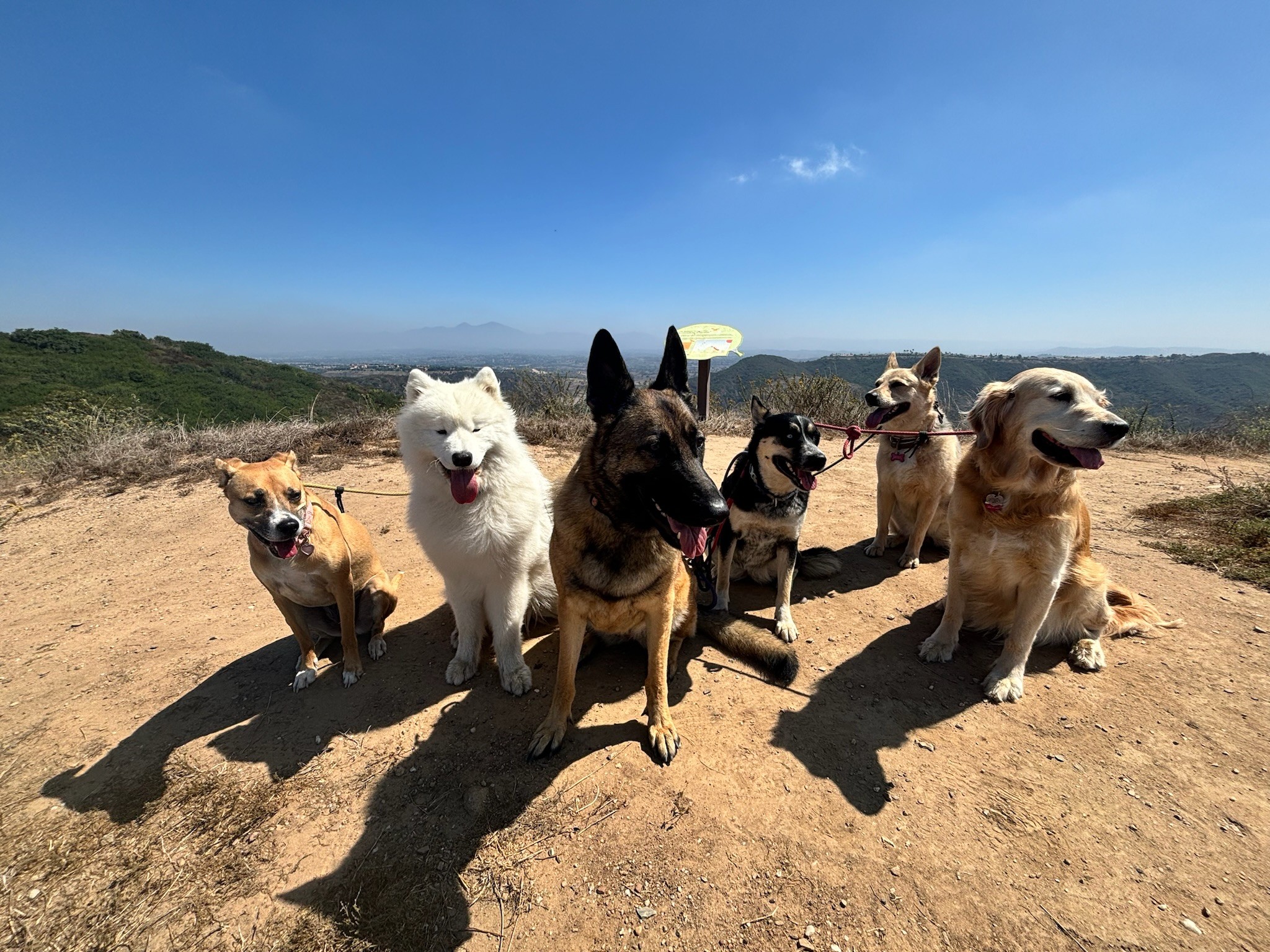 Six dogs of varying sizes and colors sitting together on a dirt trail during dog walking in Dana Point