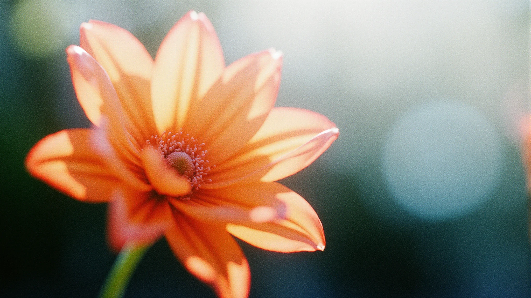 An orange flower with translucent petals against a soft, blurred background, creating a dreamy and ethereal effect.