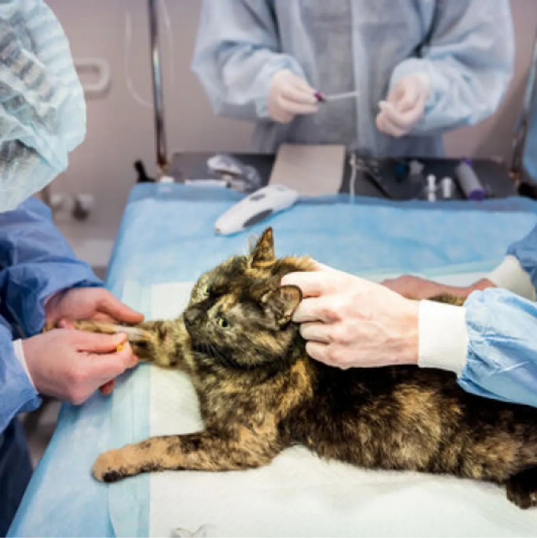 Imagem do serviço veterinário Cirurgia de tecidos moles