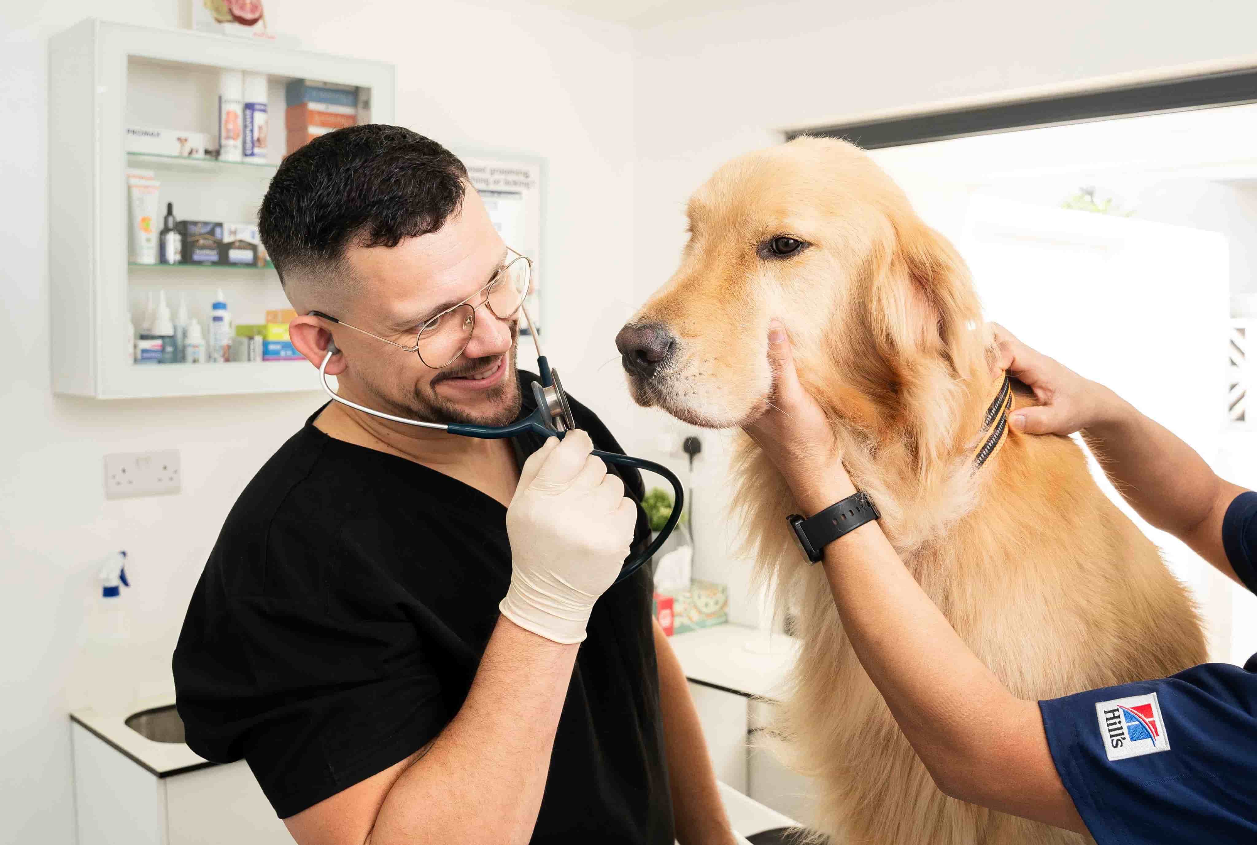 A veterinary surgeon prepares a dog patient for a surgical procedure