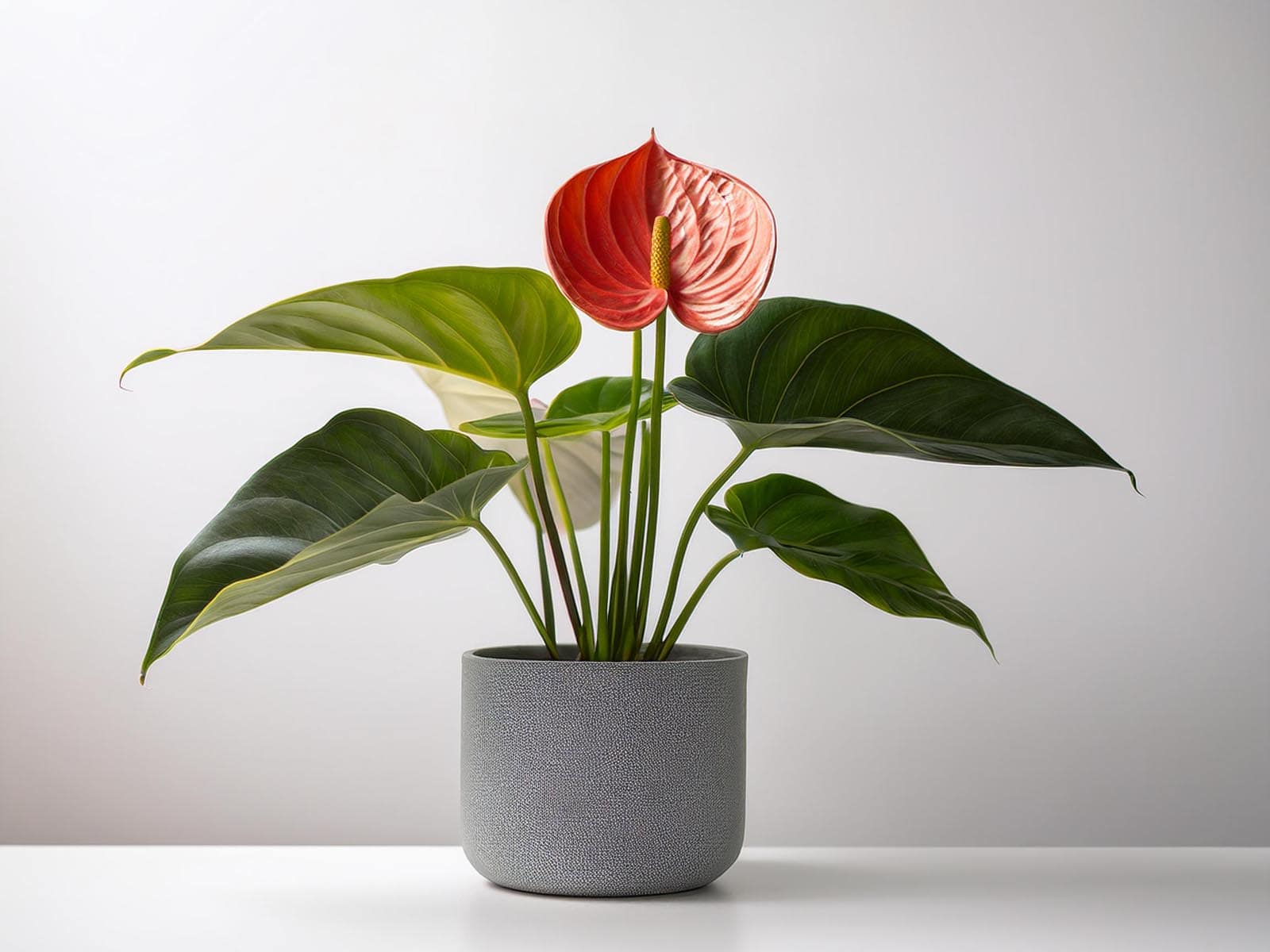 Vibrant red Anthurium plant with glossy green leaves in a modern St. Louis office space, supplied and maintained by Tropical Decor.