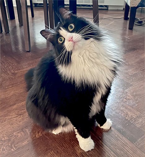 Cat Sits – How Much is Enough?