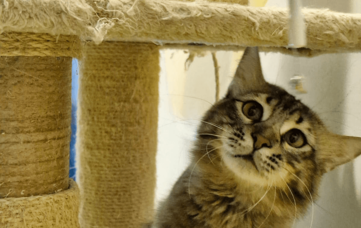 Brown tabby cat near a scratching post, a common hiding spot where cat fleas may spread.