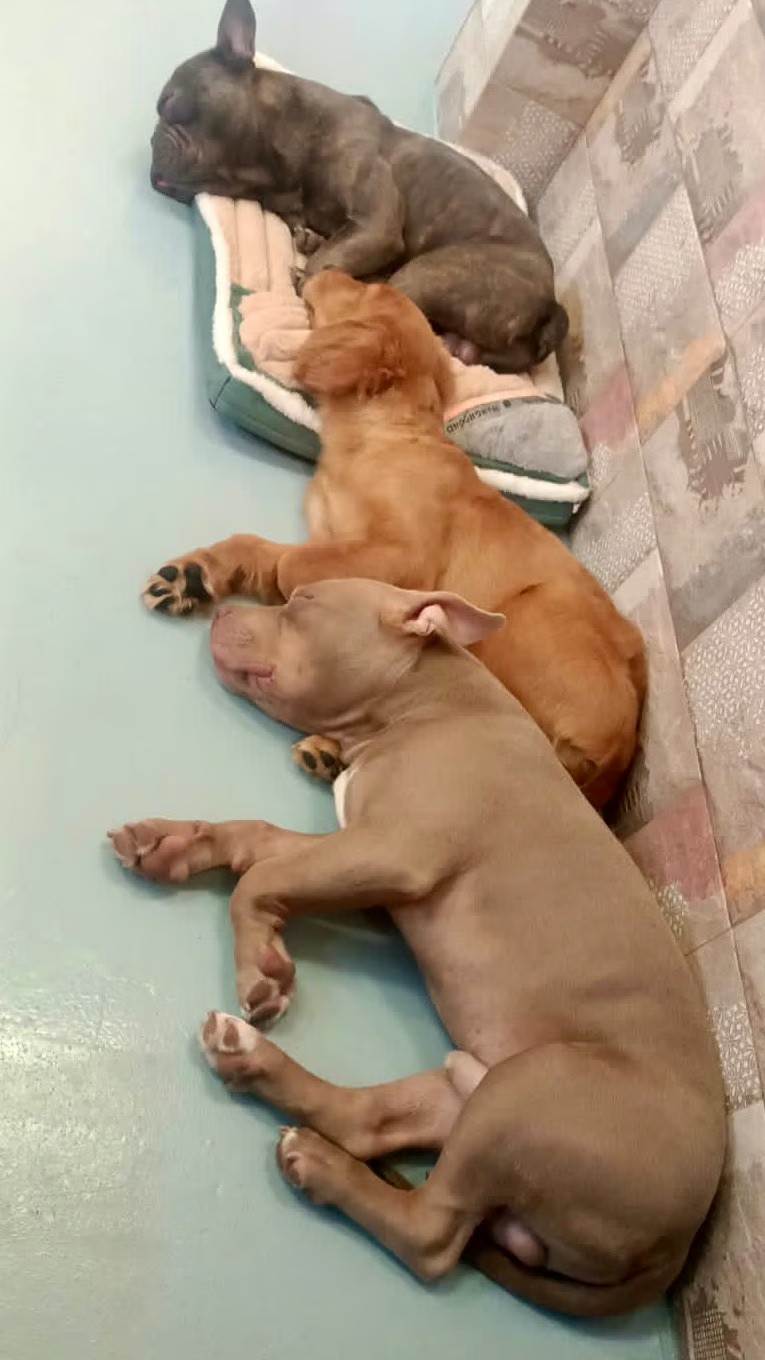 dogs sleeping together at doggy doggy home dubai boarding facility