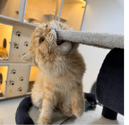 Cat boarding pawstreet