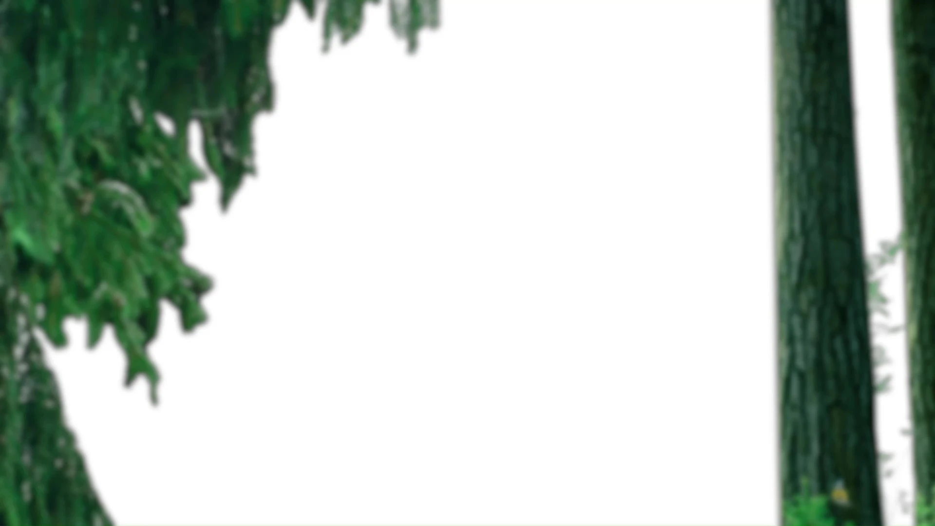 White image with some cutout trees in the frame