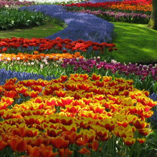 A vibrant garden with winding paths of red, yellow, purple, and blue flowers, surrounded by green grass and trees.
