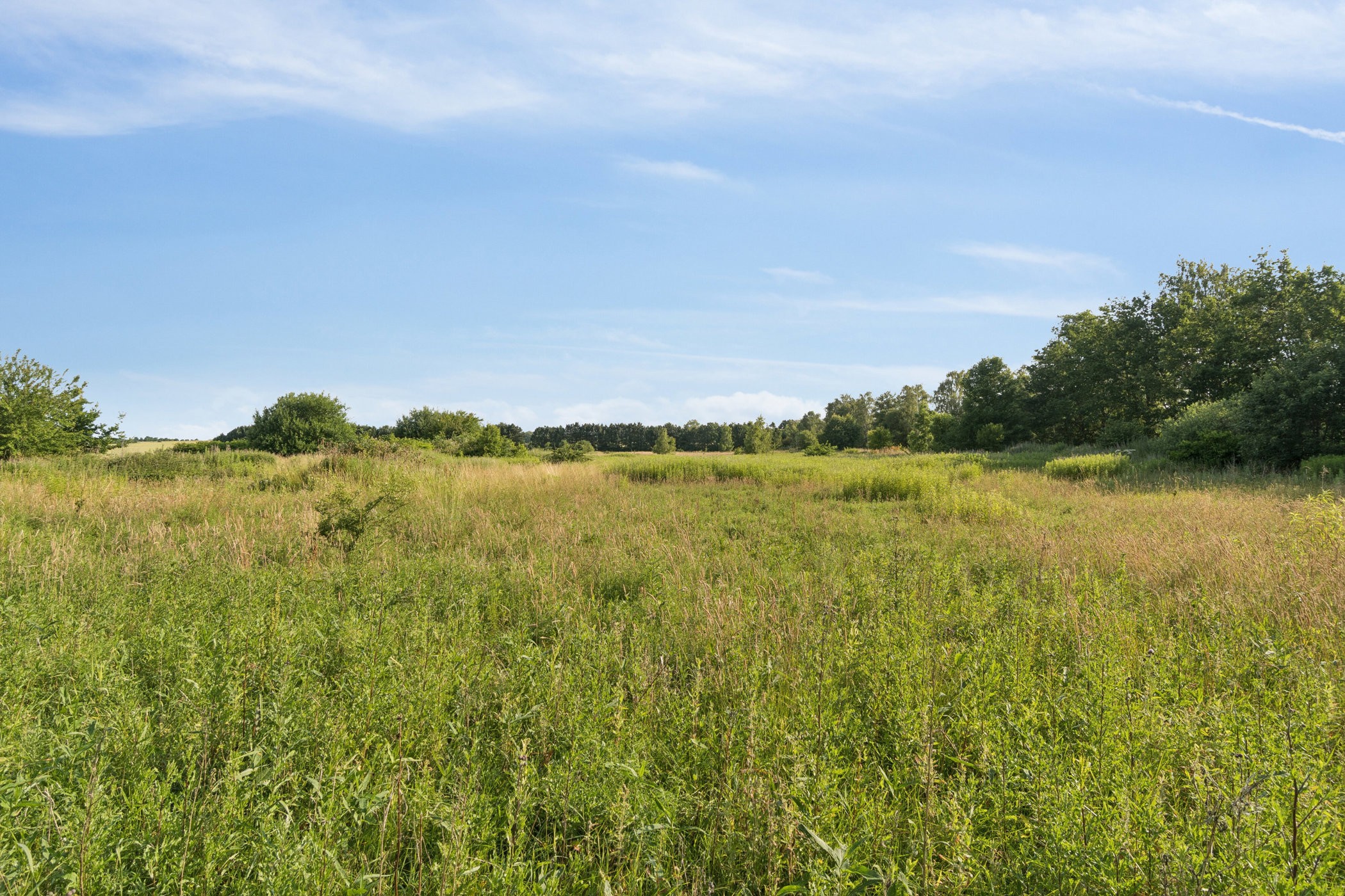 green grass field
