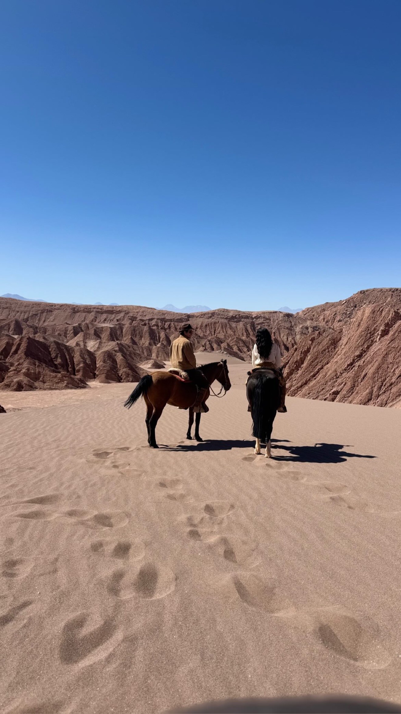 animal running on field