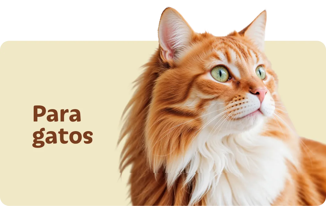 Gato