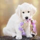 Cute puppy