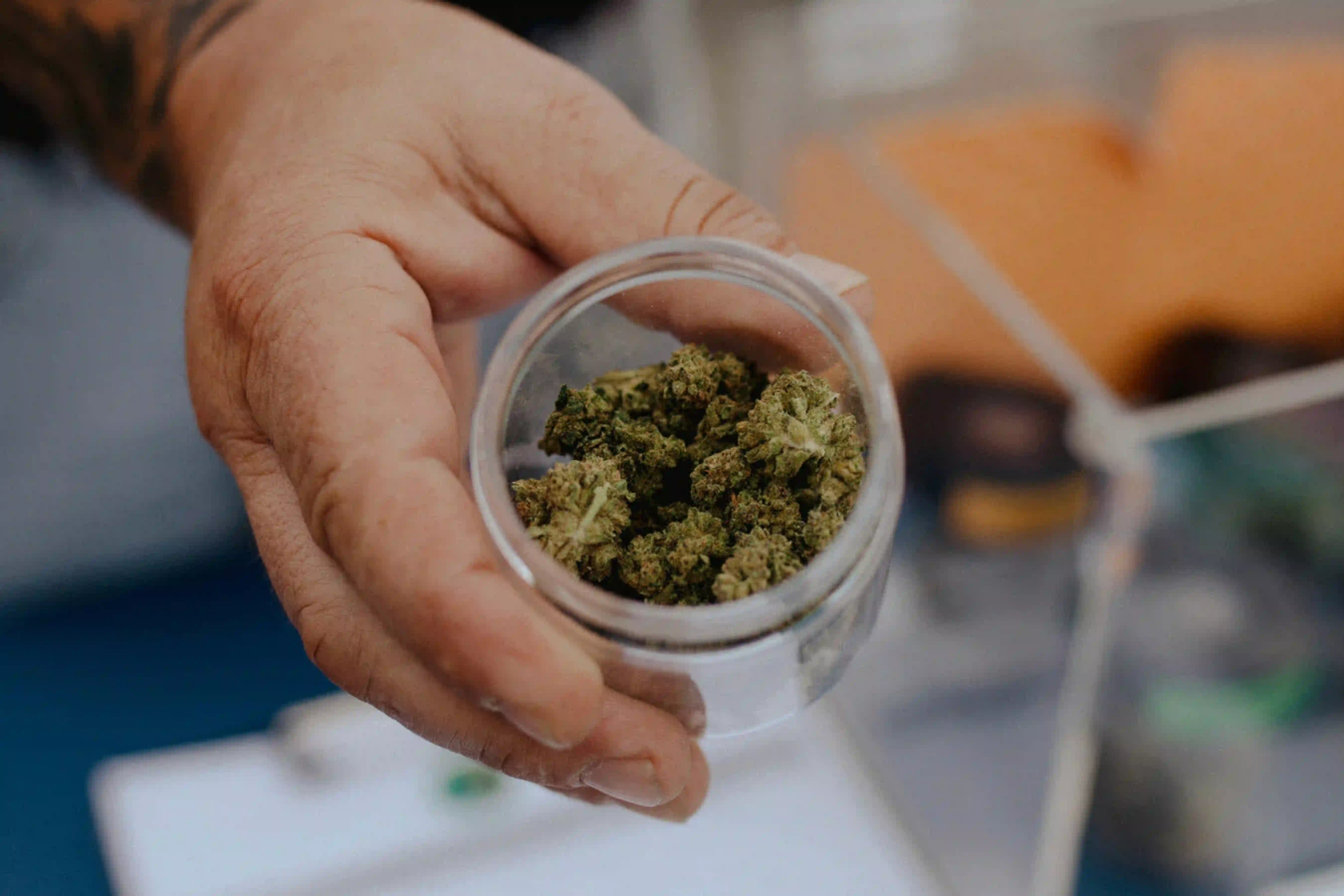Hand holding open glass jar of cannabis flower buds