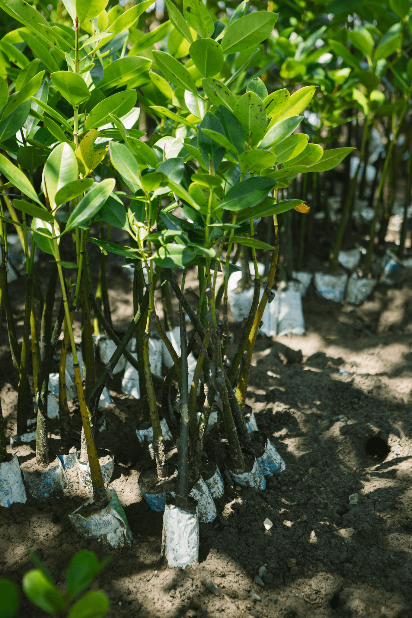 Close-up van jonge mangroveplantjes die groeien in de grond met beschermende omhulsels, symbool voor bunq's focus op klimaatbestendige herbebossing.