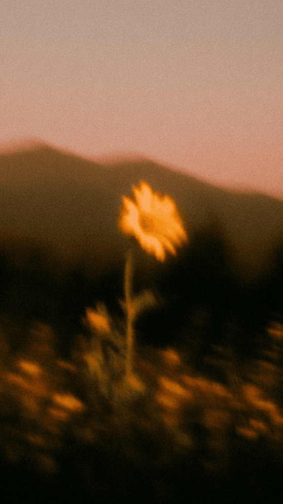 golden wildflower in an Idaho field at dusk with soft focus and warm film grain