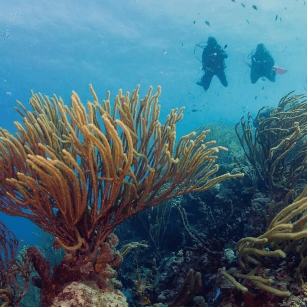 PADI Open Water Referral Image