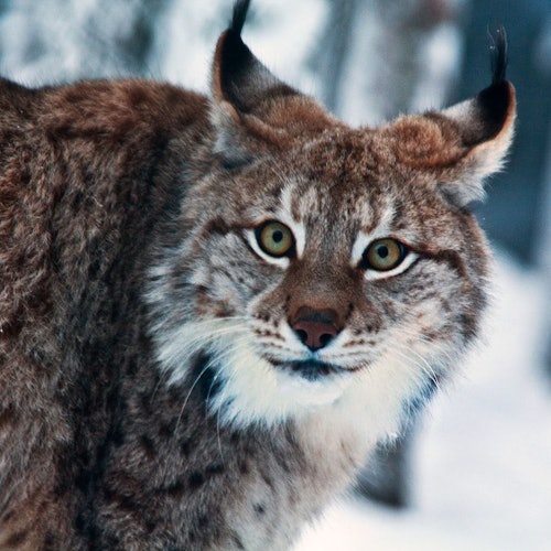 Ranua Wildlife Park: Guided Tour + Hotel Transfer tickets in Rovaniemi