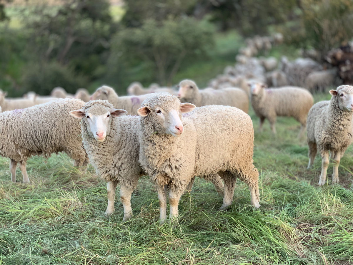 Kudde schapen in een natuurlijke, groene weide