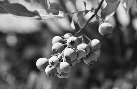 The best blueberries from Banner Berries Dublin