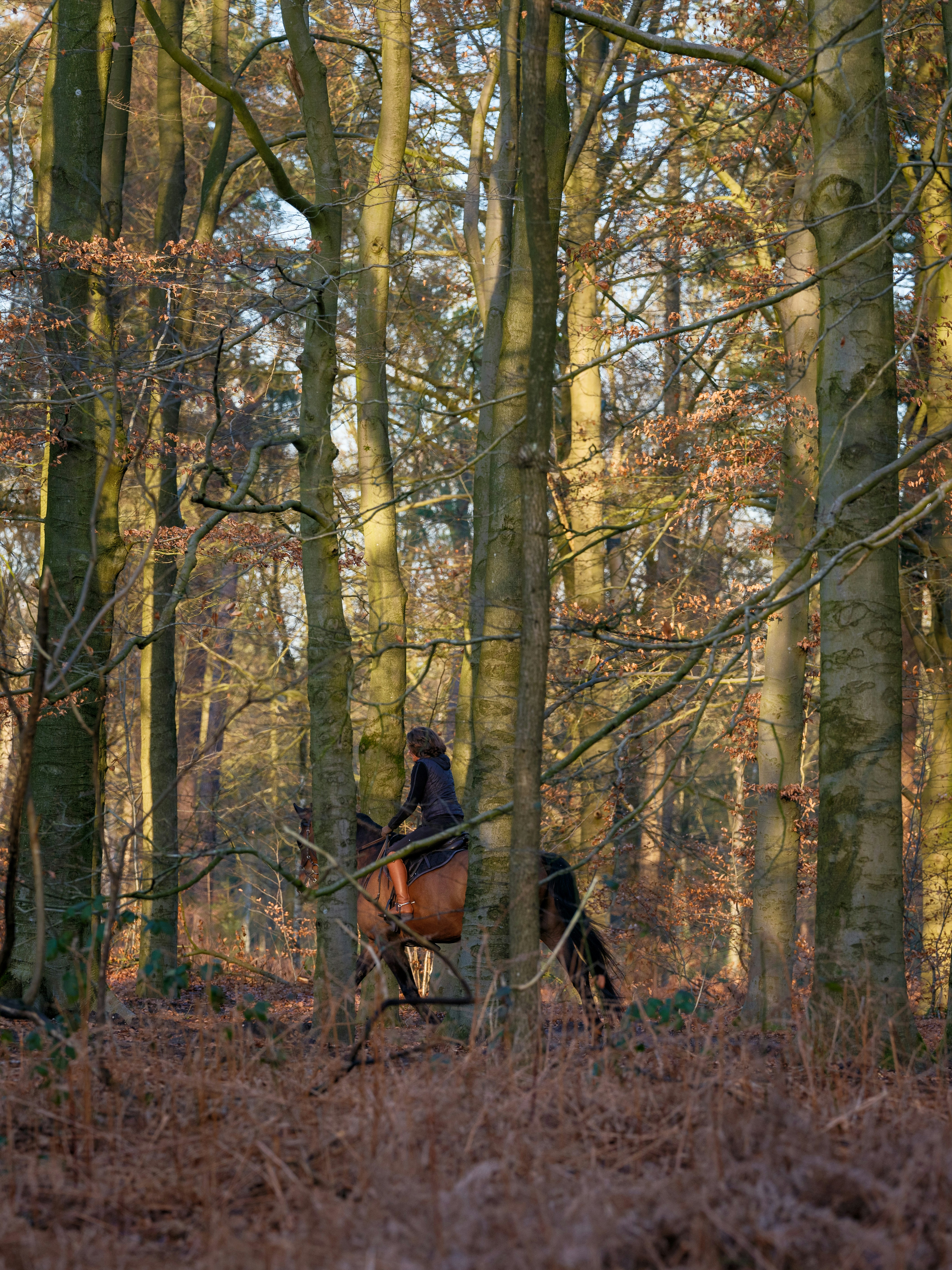 A person riding a horse through a forest