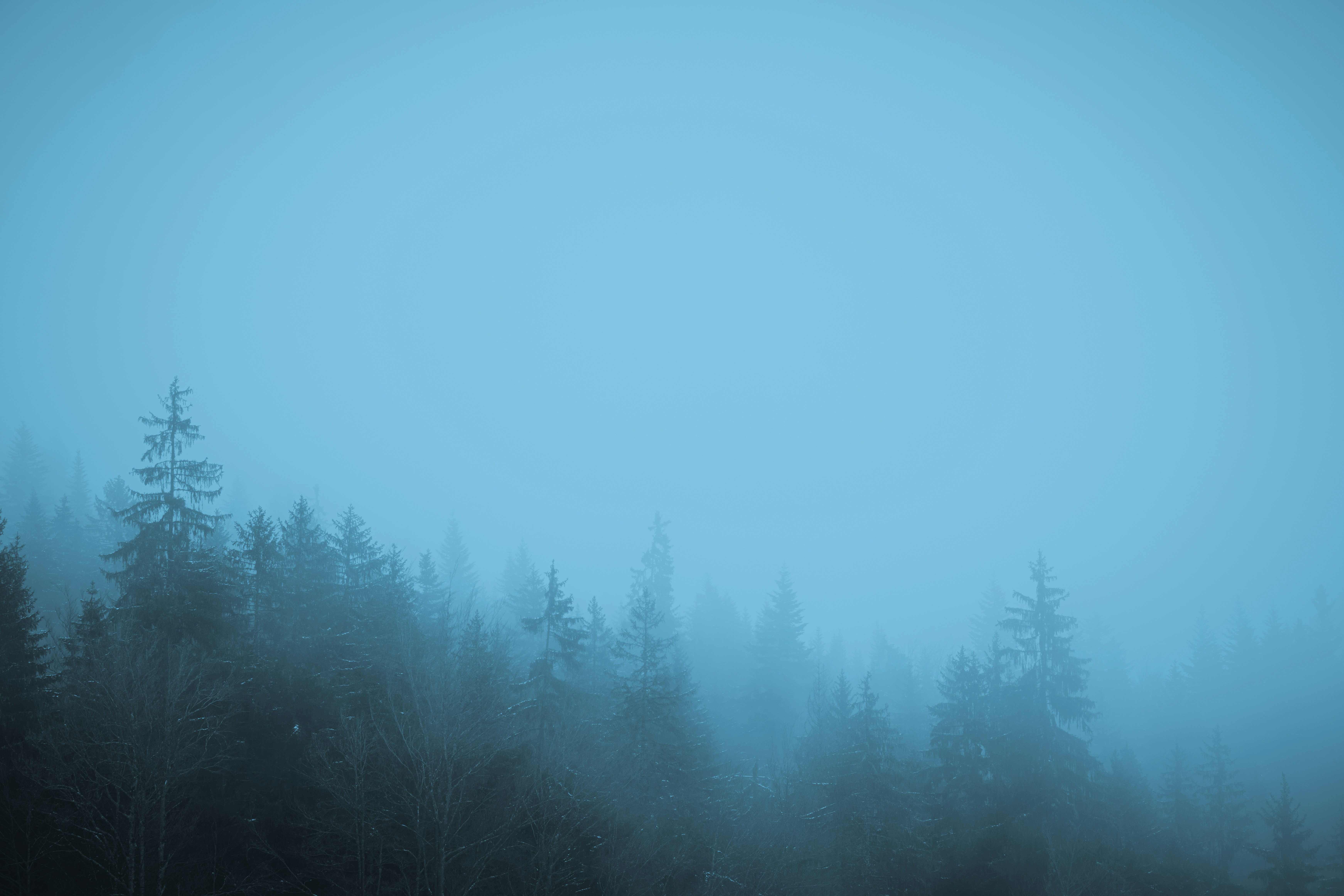 green trees under blue sky during daytime
