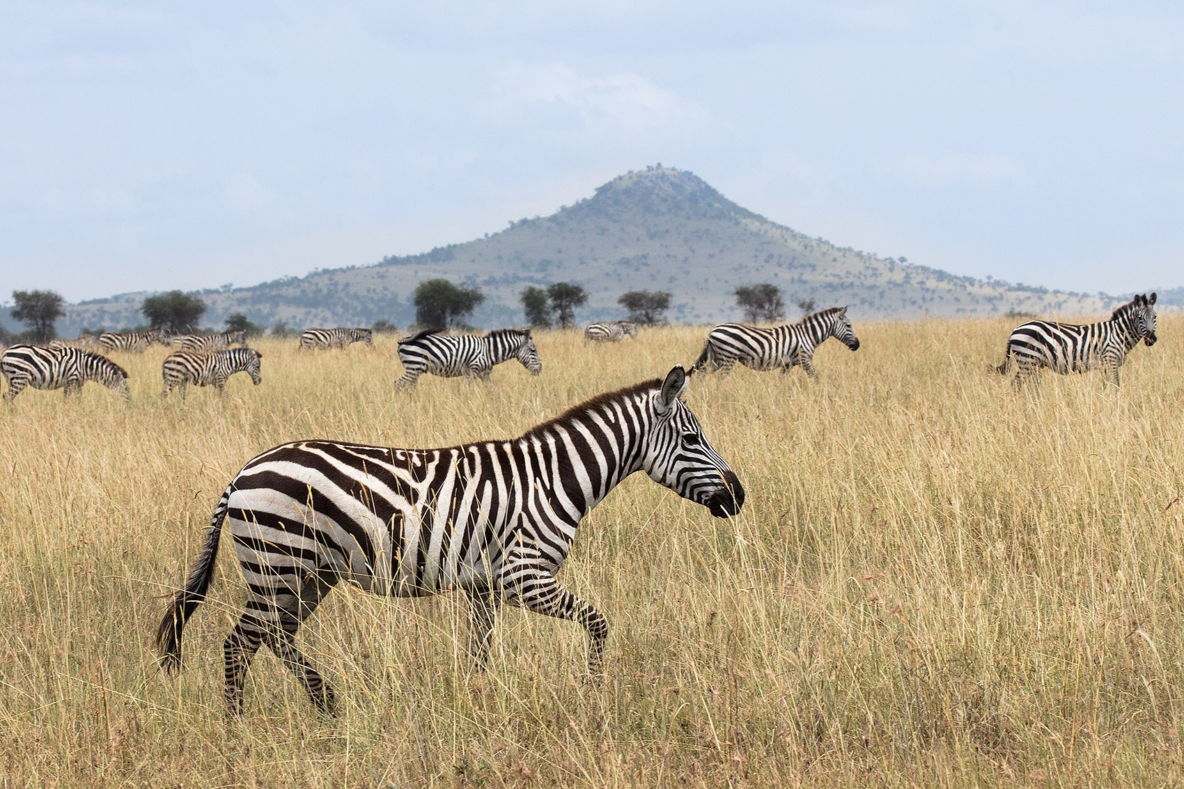 FOTOS  MELIÁ VILLAITANA DE MARCHADOR