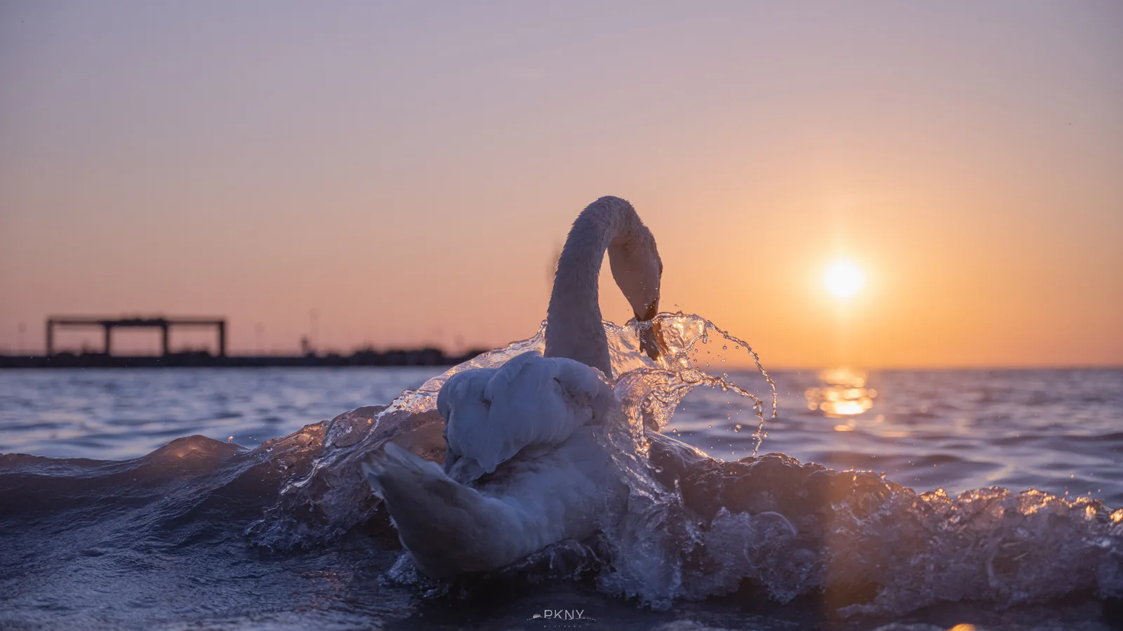 Schwan in ruhigem Wasser, Symphony of Light — Fine Art Fotografie von PKNY Pictures