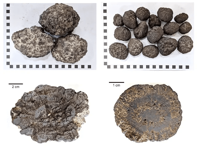 Four types of poly-metallic nodules 