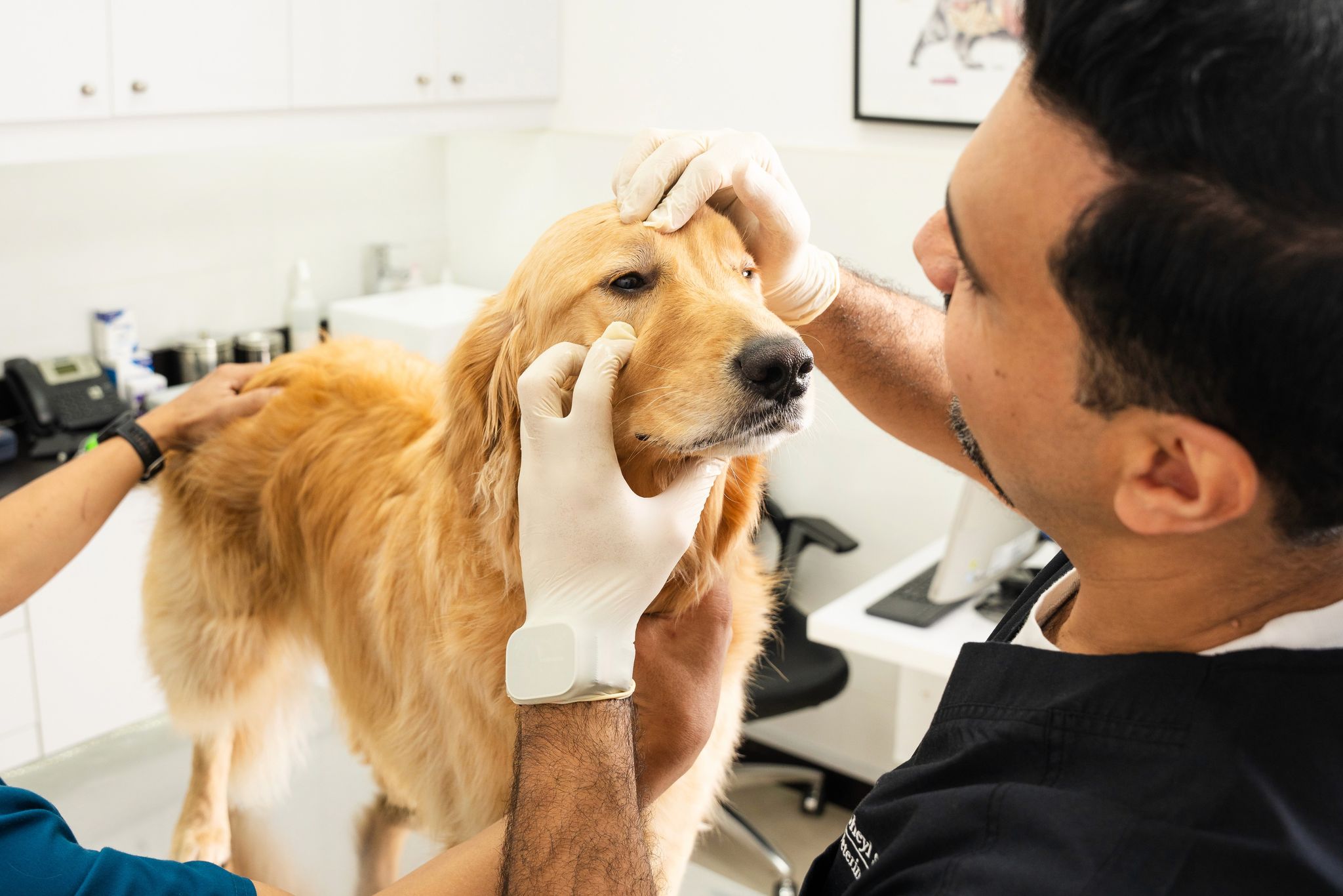 Can Dogs Cry When They Get Sad?