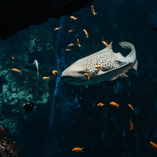 Aquarium du Grand Lyon: Entry Ticket in Lyon