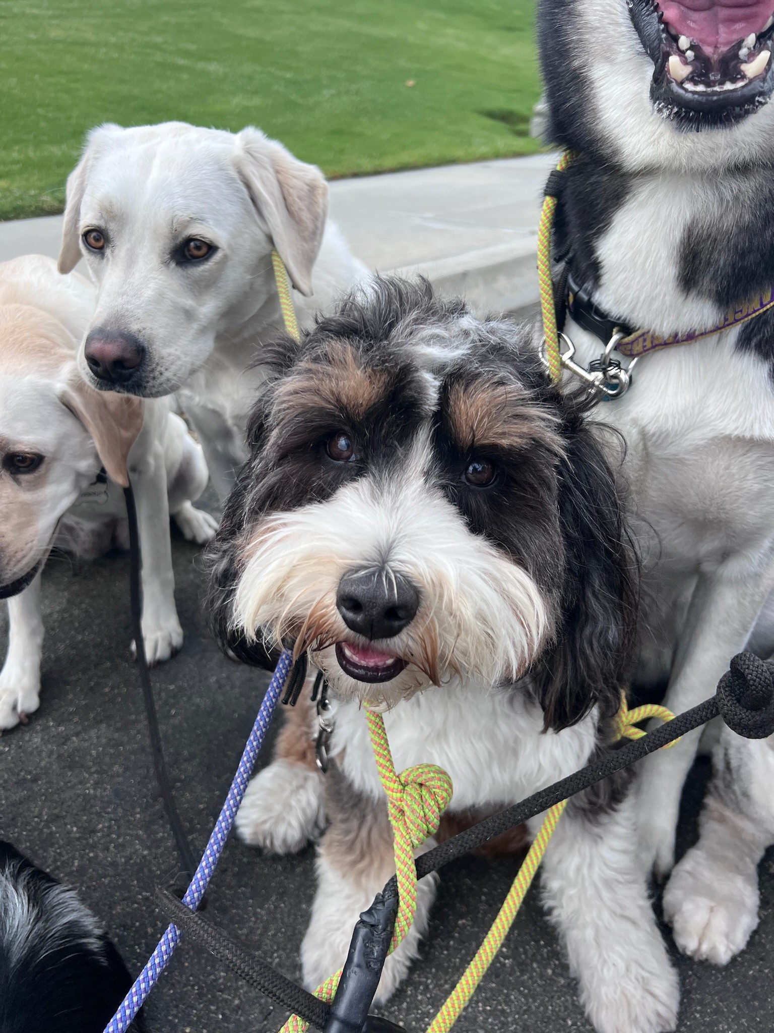 Four dogs on leashes during a pack walk in Orange County, including a white Labrador and black and white terrier mix