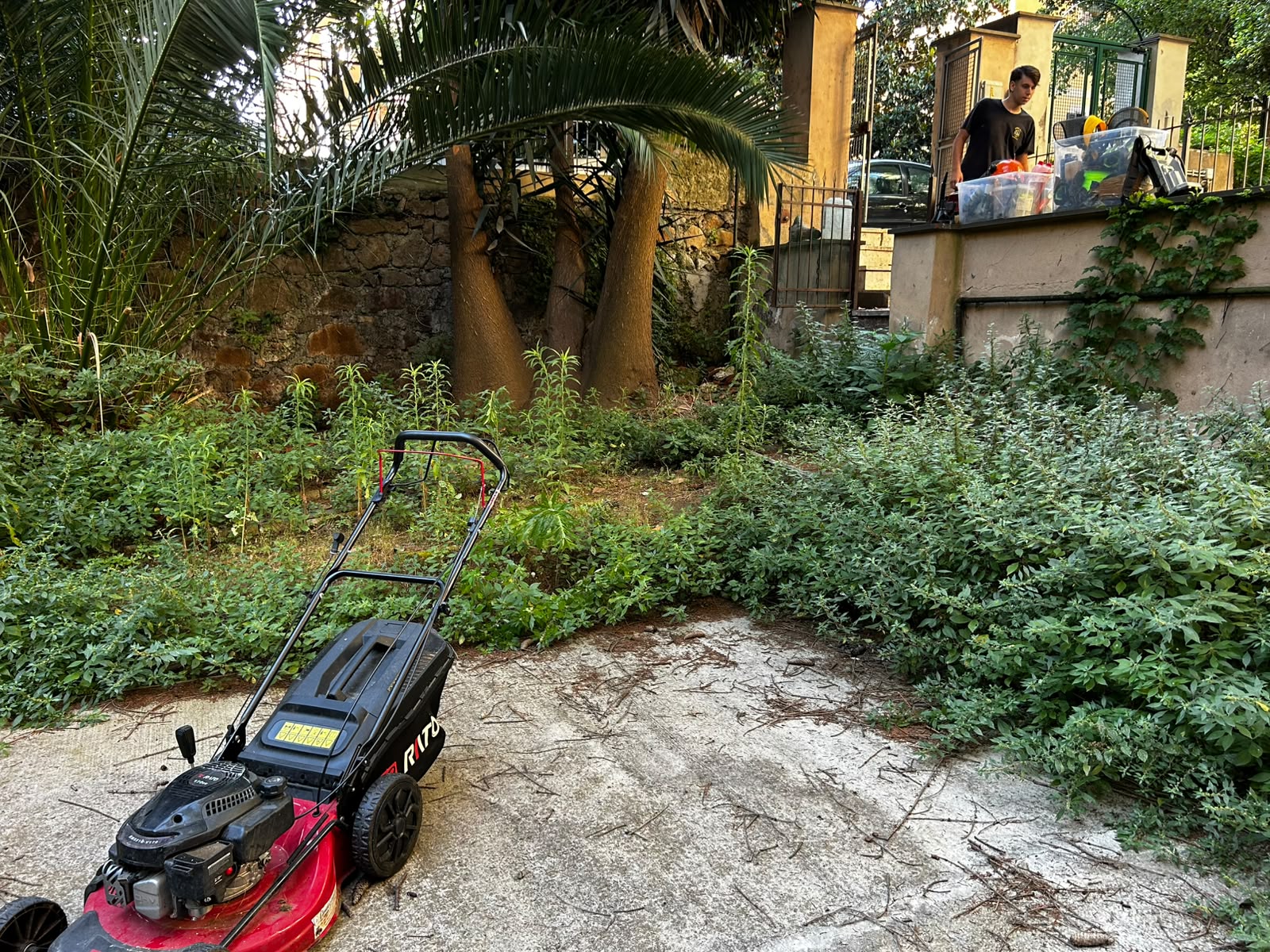 giardino privato con aiuole e infestanti