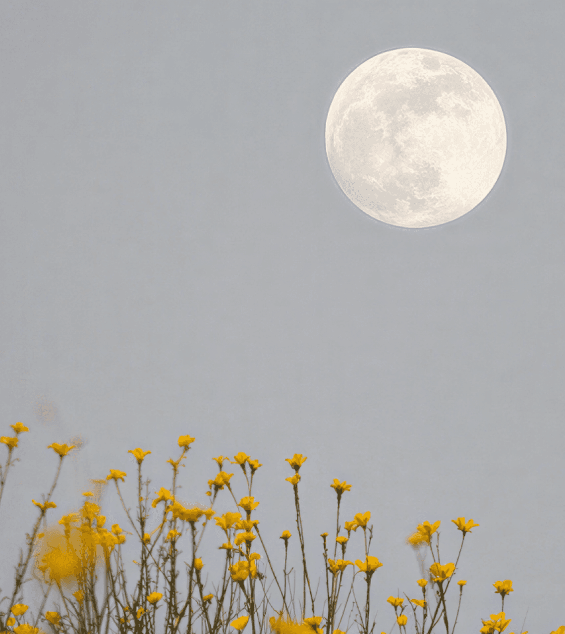 Moon Image