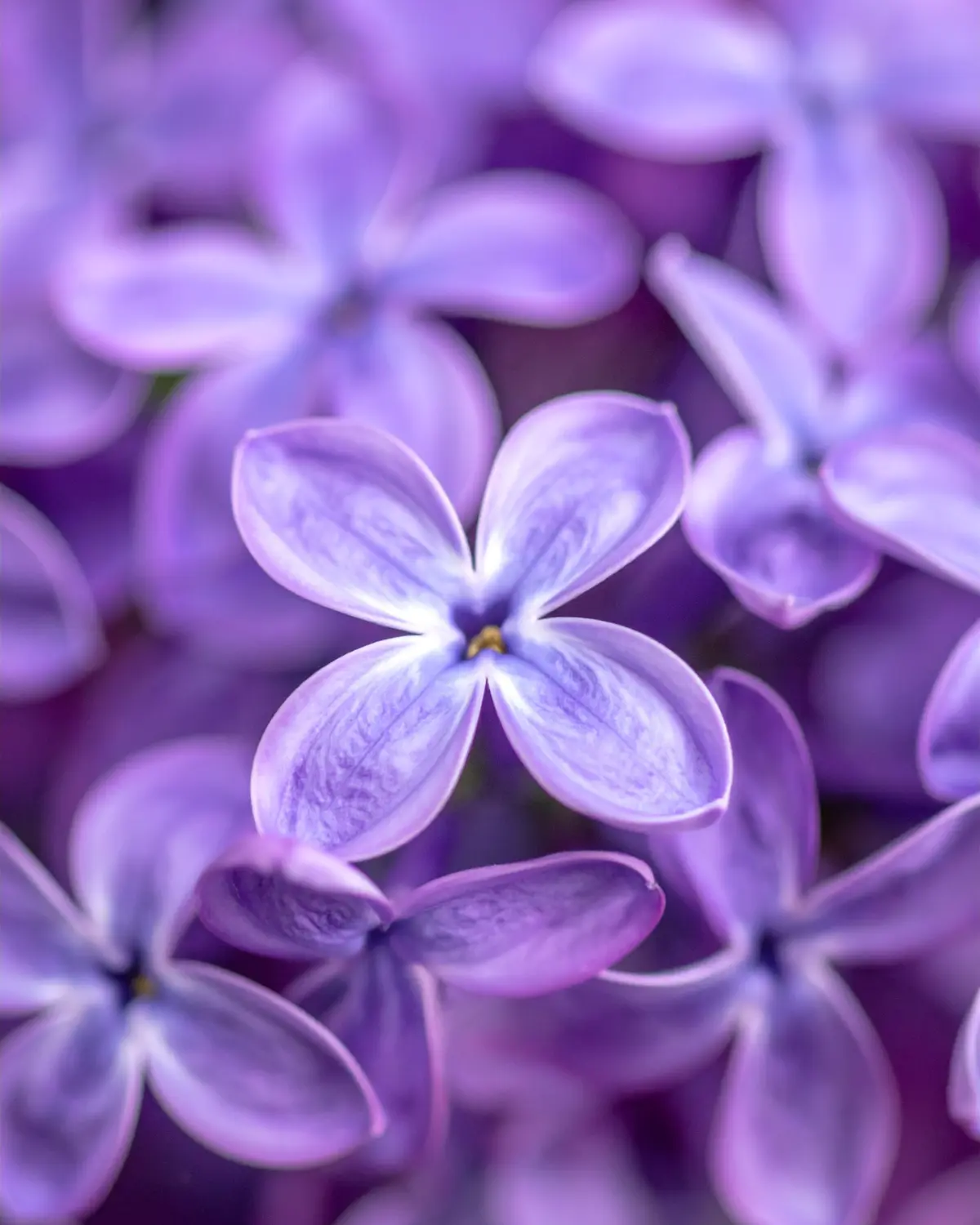 Flores naturales en espacio terapéutico tranquilo