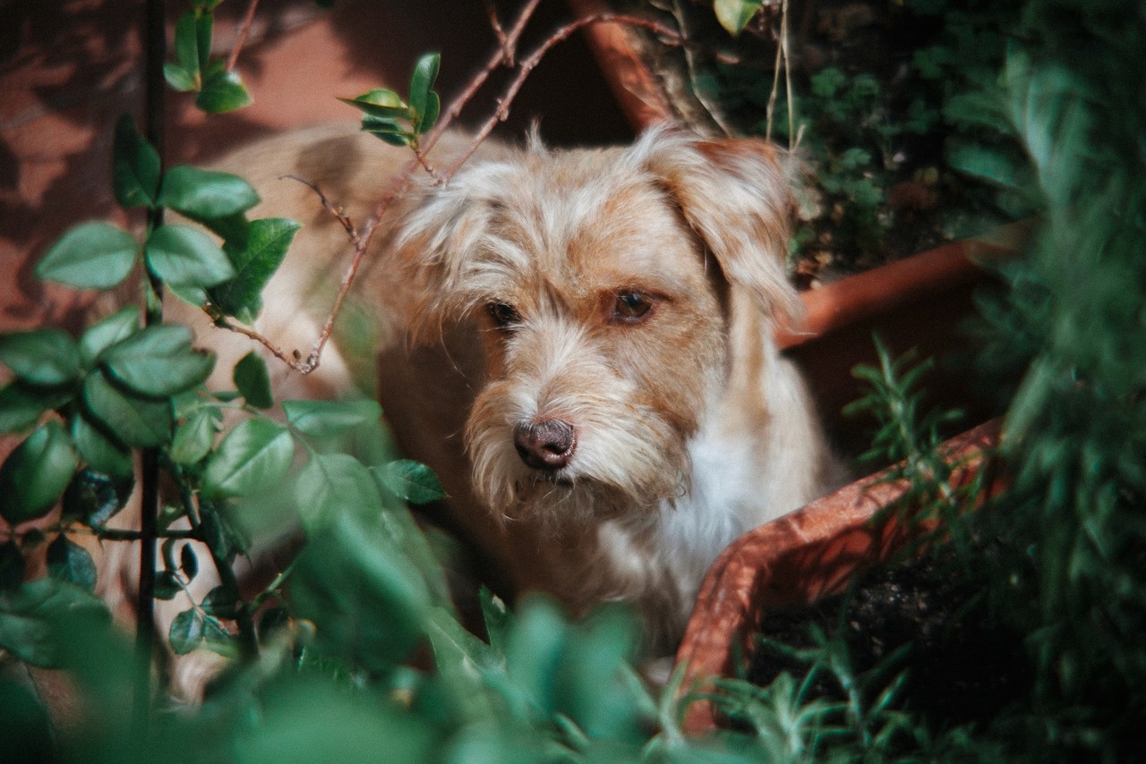 A close-up of a pink cocktail in a martini glass, set against a nighttime background with soft, blurred colors.
