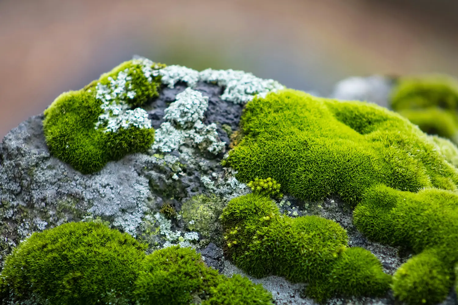 Close-up of vibrant green moss covering a textured rock surface, showcasing nature's intricate details.