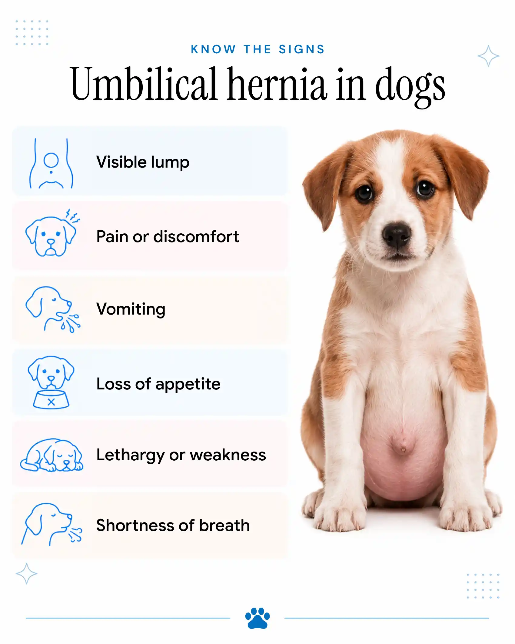 An infographic showing the signs of umbilical hernia in dogs.