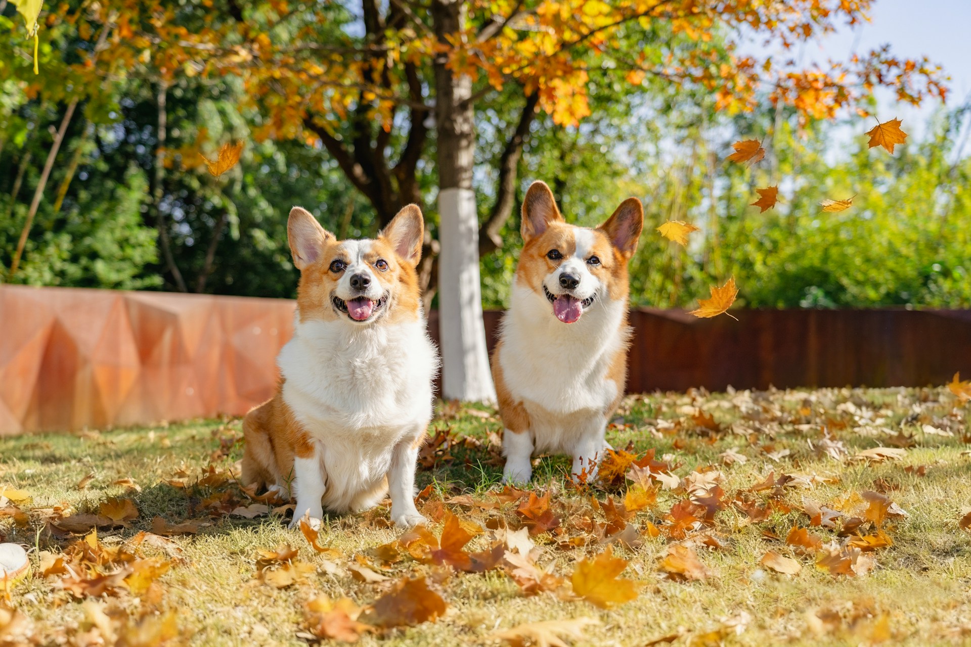 Two corgis sit happily in autumn leaves