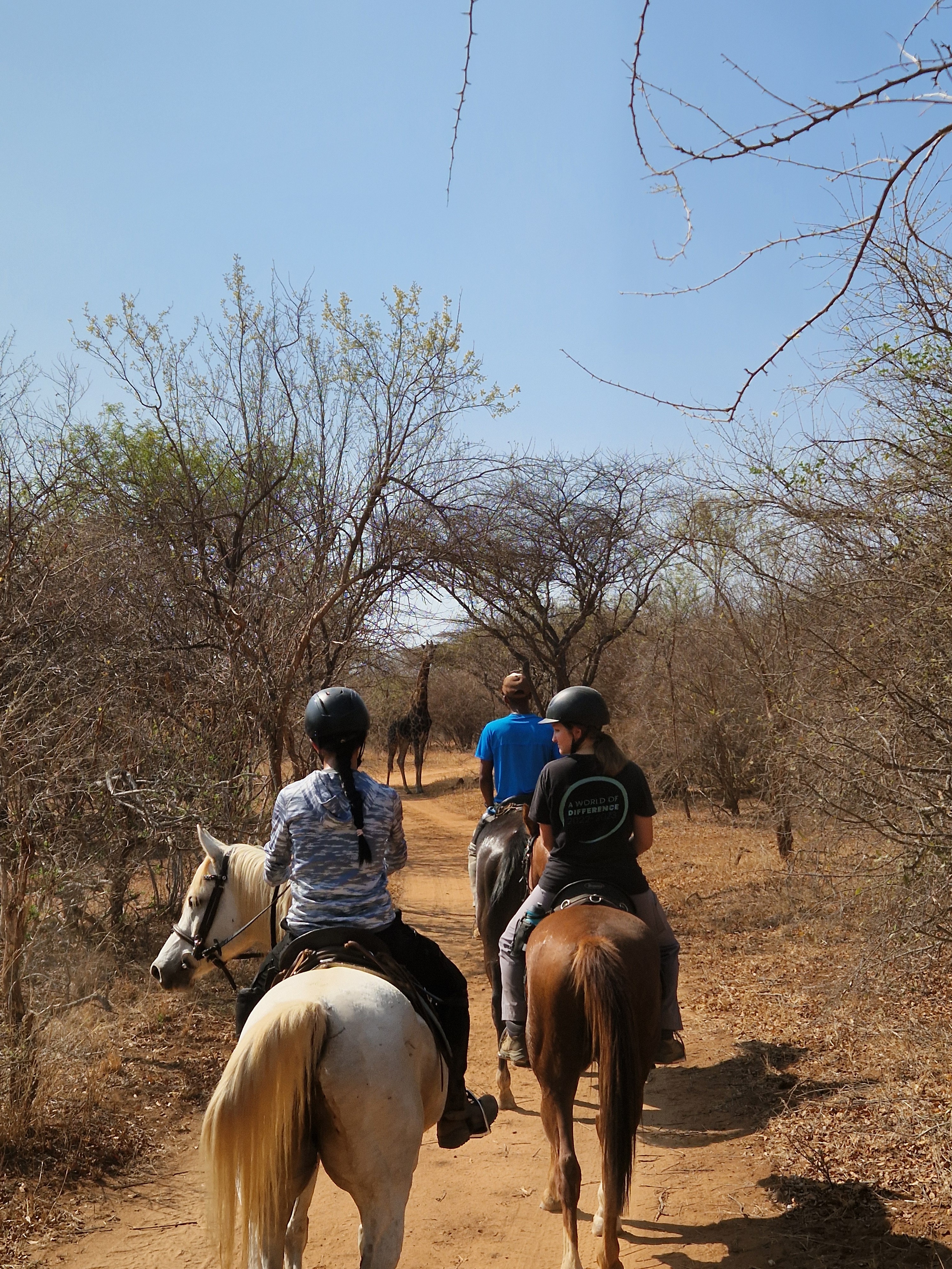 Kilimanjaro Elephant Ride, Arusha National Park, Tanzania – elefant i högt gräs tittar mot kameran, medan fem ryttare till häst på ridsafari i bakgrunden betraktar elefanten i ett grönt och frodigt landskap.