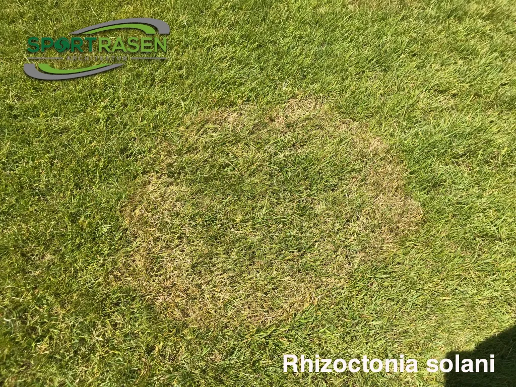 Rhizoctonia solani / Brown patch / Brandflecken