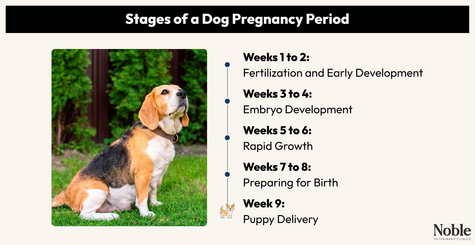 Stages of a Dog Pregnancy Period