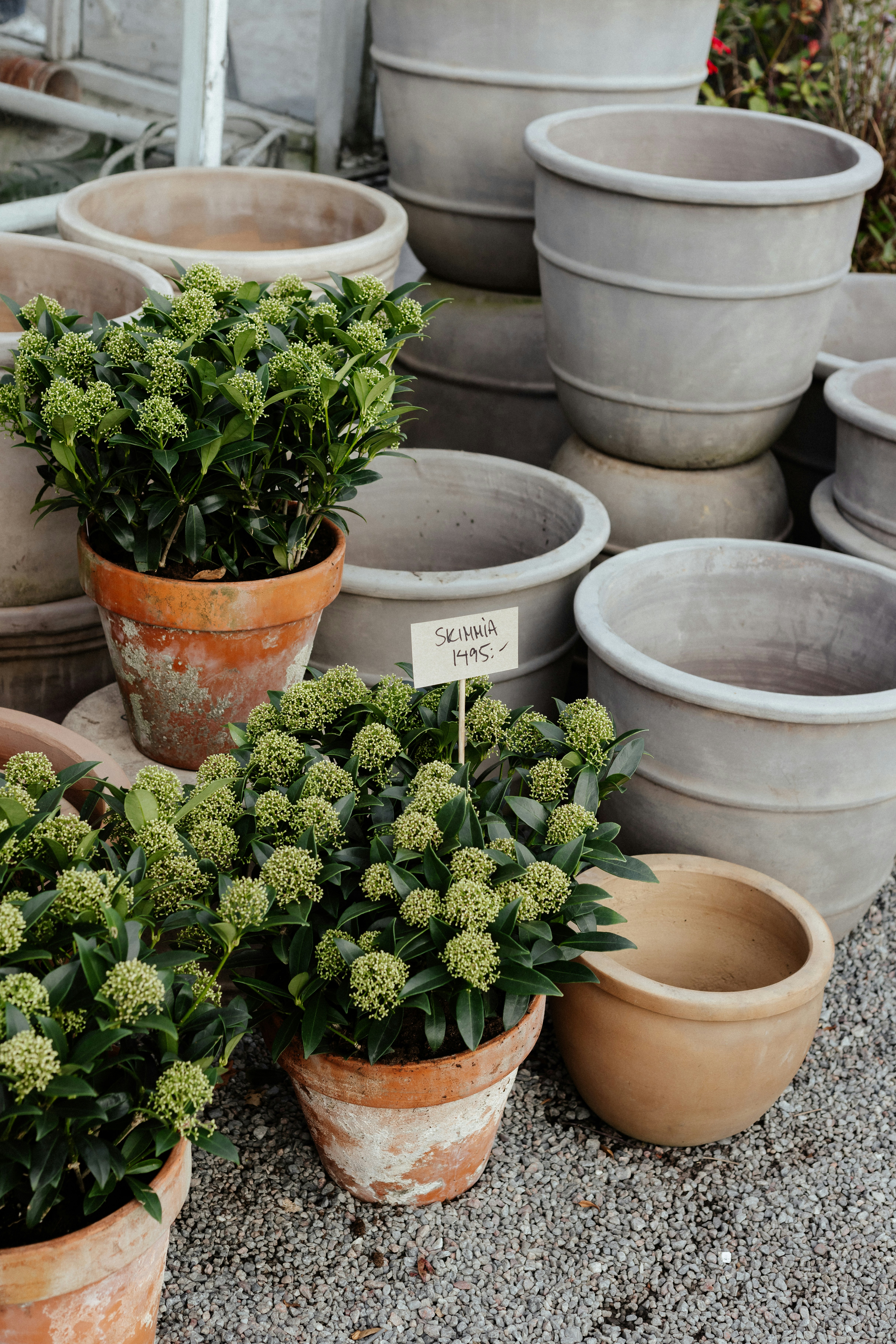A bunch of potted plants that are sitting on the ground