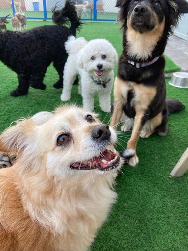 Friendly dogs enjoying playtime at a modern center offering expert pet grooming Dubai.