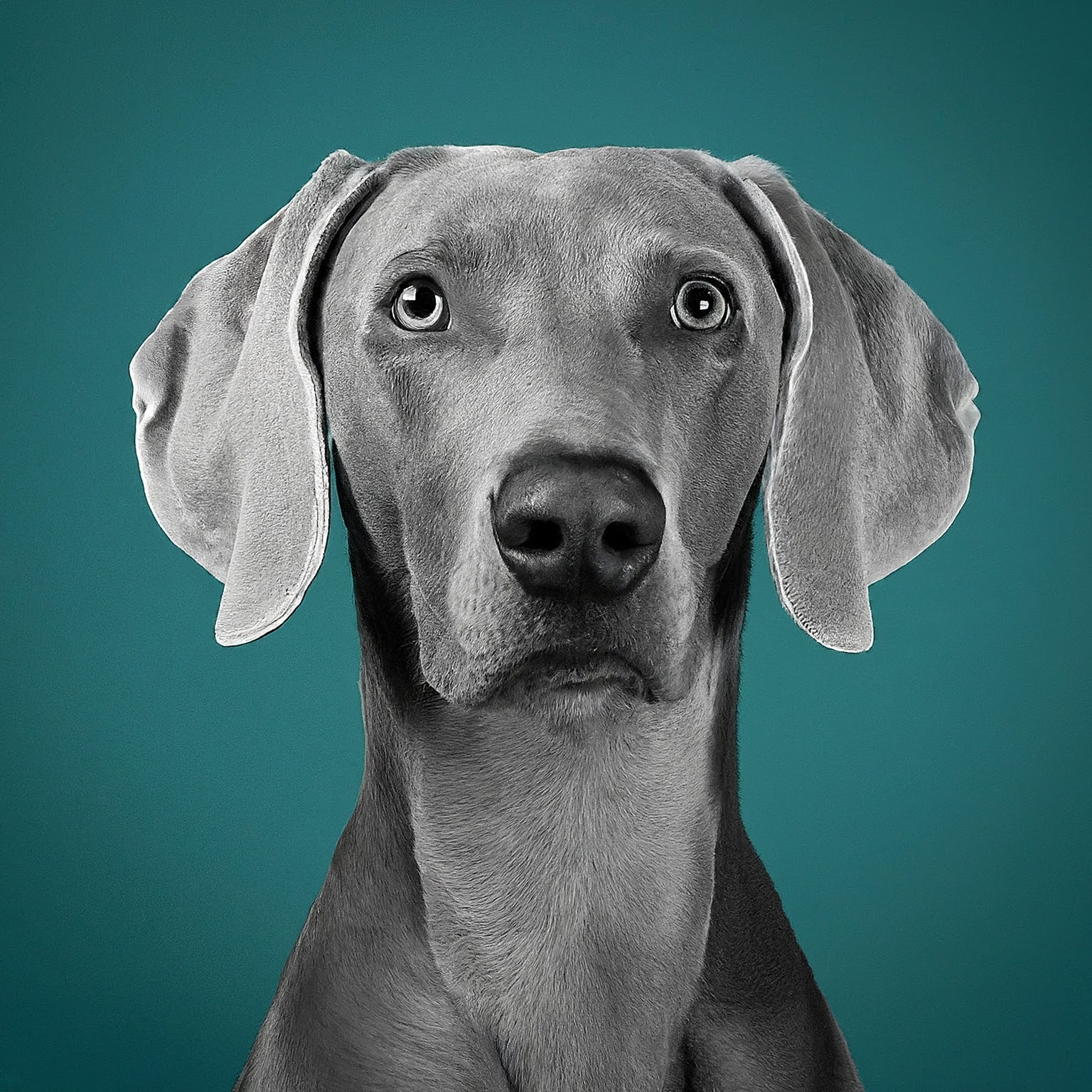 BUDDYUNO, Weimaraner